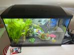 Aquarium 60 liter, Ophalen, Zo goed als nieuw, Gevuld zoetwateraquarium