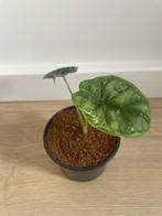 alocasia dragon scale variagata stardust, Huis en Inrichting, Kamerplanten, Overige soorten, In pot, Minder dan 100 cm, Groene kamerplant