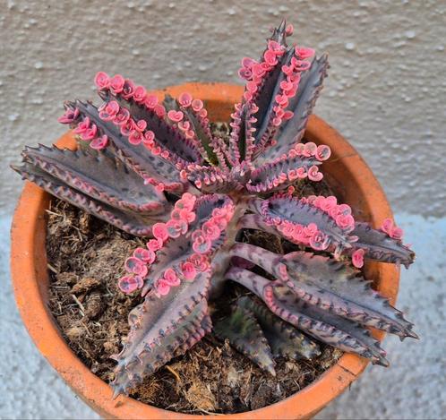 Kalanchoe Pink Butterfly p10, Huis en Inrichting, Kamerplanten, Overige soorten, Minder dan 100 cm, Ophalen of Verzenden