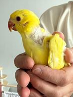 Handtamme gele halsband!, Dieren en Toebehoren, Vogels | Parkieten en Papegaaien, Geslacht onbekend, Parkiet, Geringd