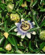 Passieflora, Ophalen, Zomer, Volle zon