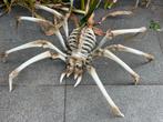 Halloween Spin Skelet 82cm, Verzenden, Nieuw, Halloween of Griezel