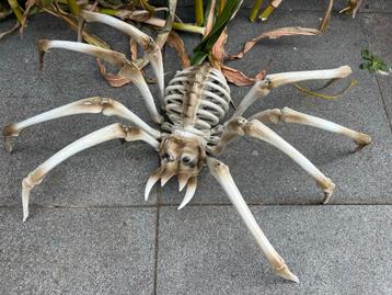 Halloween Spin Skelet 82cm beschikbaar voor biedingen