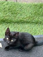 Kittens, Dieren en Toebehoren, Poes, Kortharig, 0 tot 2 jaar