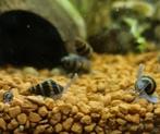 Anentome helena slakken, Dieren en Toebehoren, Vissen | Aquariumvissen, Slak of Weekdier, Zoetwatervis