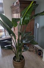 Strelitzia Nicolai - Paradijsvogelplant, Overige soorten, In pot, 150 tot 200 cm, Groene kamerplant