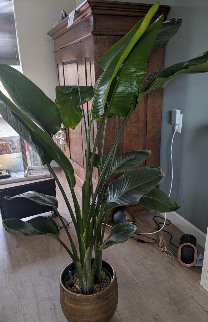 Strelitzia Nicolai - Paradijsvogelplant, Huis en Inrichting, Kamerplanten, Overige soorten, 150 tot 200 cm, Groene kamerplant