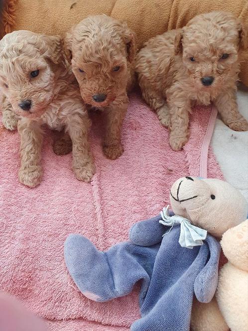 Prachtig Toy-Dwergpoedel, Dieren en Toebehoren, Honden | Chihuahua's en Gezelschapshonden, Meerdere dieren, Poedel, Particulier