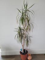 Mooie Dracaena kamerplant, In pot, Yucca, 150 tot 200 cm, Groene kamerplant