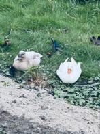 Kwaakertjes, Dieren en Toebehoren, Pluimvee, Meerdere dieren, Eend