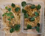 Rhaphidophora hayi variegata stekjes 10-25€, Huis en Inrichting, Ophalen of Verzenden