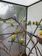 Grasparkieten, Dieren en Toebehoren, Vogels | Parkieten en Papegaaien