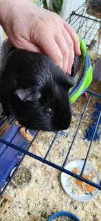 Gratis te geef een zwarte cavia ( beer ) evt met toebehoren, Dieren en Toebehoren, Knaagdieren, April, Mannelijk, Cavia
