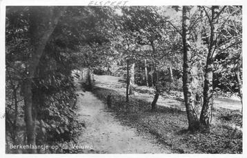 (301-265-039) Veluwe Berkenlaantje beschikbaar voor biedingen