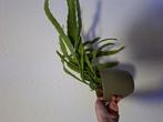 Hang cactus met kapern mica bloempot, Ophalen of Verzenden, Cactus, Volle zon, Minder dan 100 cm
