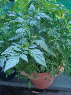 Cherry tomaten plant, Ophalen, Volle zon, Groenteplanten, Eenjarig