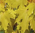 enkel-, meerstammige struiken, groenblijvend, bladverliezend, Ophalen, Vaste plant, Overige soorten, Volle zon