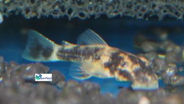 Ancistrus spec. "Calico" beschikbaar voor biedingen