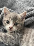 Zeer mooie en lieve kitten van 3 maanden Britse korthaar, Poes, Ontwormd