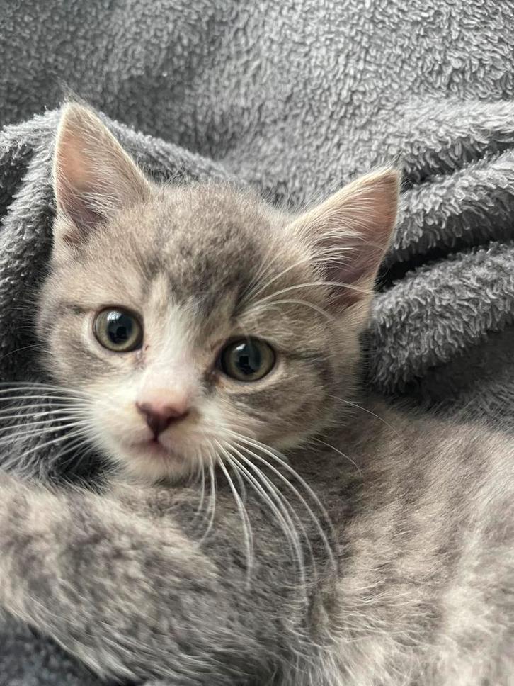Zeer mooie en lieve kitten van 3 maanden Britse korthaar, Dieren en Toebehoren, Katten en Kittens | Raskatten | Korthaar, Poes