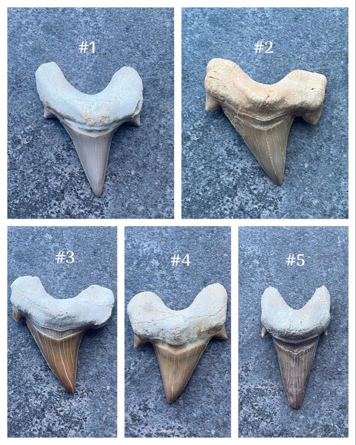 Haaientanden Fossielen groot, Verzamelen, Mineralen en Fossielen, Fossiel, Ophalen of Verzenden