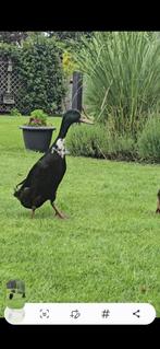 Loopeend gratis af te halen, Dieren en Toebehoren, Vogels | Overige Vogels, Mannelijk
