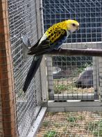 Bleekkop rosella man, Dieren en Toebehoren, Vogels | Parkieten en Papegaaien, Mannelijk, Parkiet, Geringd