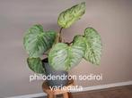 Philodendron Sodiroi Variegata, Ophalen of Verzenden