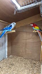 Koppel Golden Rosella, Meerdere dieren, Parkiet, Geringd