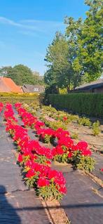 Mooie rhododendrons, Ophalen, Volle zon, Knol
