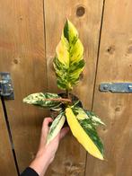 Philodendron caramel marble plant aurea yellow variegata, Huis en Inrichting, Kamerplanten, Ophalen of Verzenden, Halfschaduw