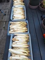 Asperges, Ophalen, Nieuw, Kweeklamp