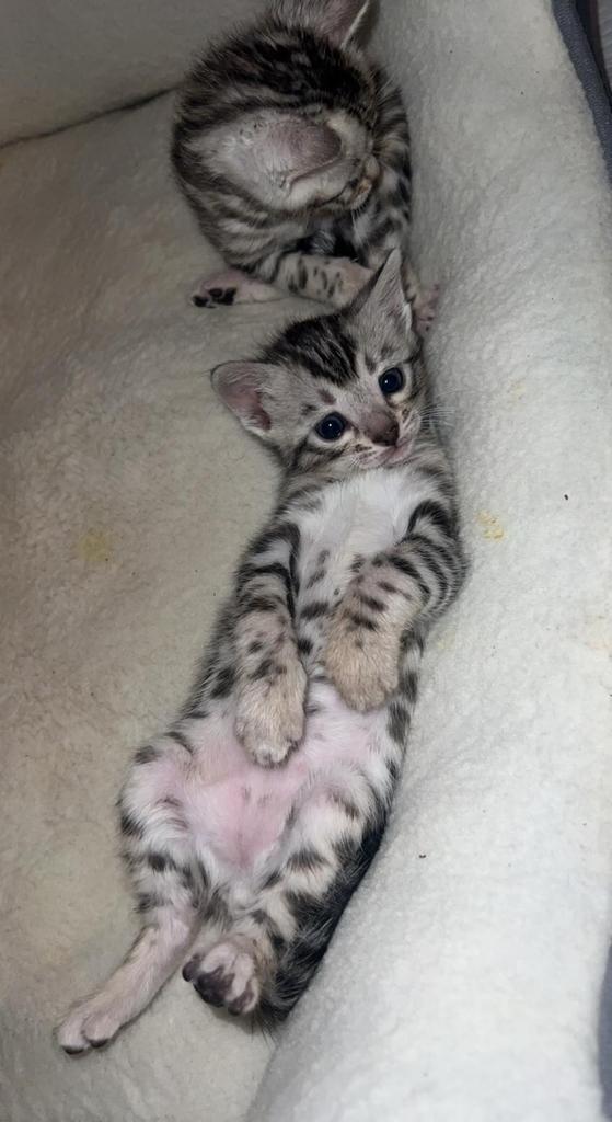 Begaal kittens, Dieren en Toebehoren, Katten en Kittens | Raskatten | Korthaar, Meerdere dieren, 0 tot 2 jaar, Gechipt, Ontwormd