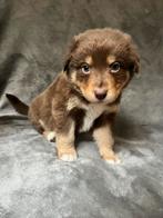 Prachtige Kelpie x Australian Shepherd pups., Overige rassen, 8 tot 15 weken, Meerdere, Meerdere dieren