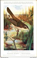 Moerasrietzanger – Nº32 – Antique Belgian Museum History, Verzamelen, Ansichtkaarten | Dieren, Verzenden, Ongelopen, Vogel