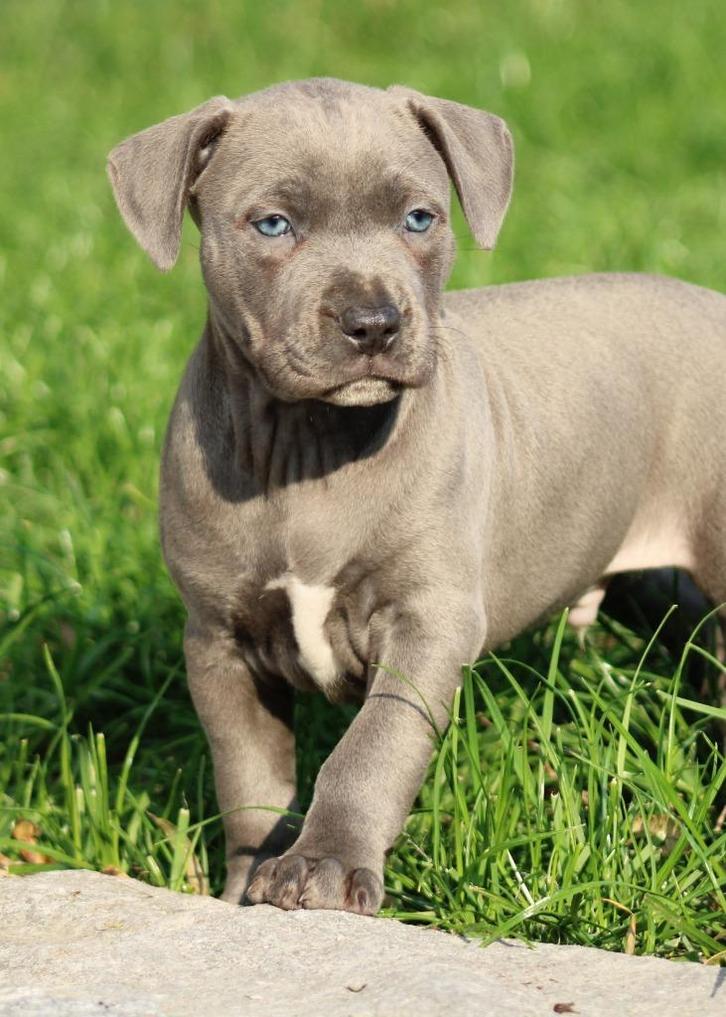 Amerikaanse Stafford pups, Dieren en Toebehoren, Honden | Jack Russells en Terriërs, Geslacht onbekend, American Staffordshire Terriër