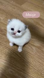 Ragdoll kittens, Dieren en Toebehoren, Meerdere dieren