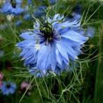 Zaden Nigella damascena Miss Jekyll, Verzenden, Volle zon