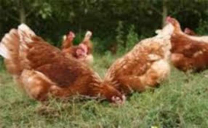 Bruine Barnevelder legkippen., Dieren en Toebehoren, Pluimvee, Kip, Vrouwelijk