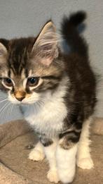 Maine Coon kittens, Meerdere dieren, Ingeënt, 0 tot 2 jaar