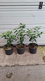 Portugese laurier 30/40 cm groenblijvende haag, Ophalen of Verzenden, Laurier, 100 tot 250 cm