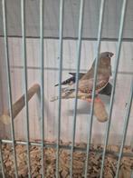 Koppel zebravinken, Dieren en Toebehoren, Meerdere dieren, Tropenvogel