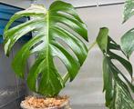 Monstera Sport Mint(kopstek), Ophalen of Verzenden, Overige soorten, Minder dan 100 cm