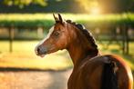 Stalling gezocht, Dieren en Toebehoren, Stalling en Weidegang, Weidegang, 4 paarden of pony's of meer