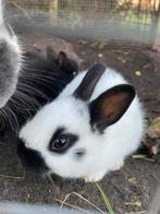 Jonge konijntjes te koop!, Dieren en Toebehoren, Konijnen, Geslacht onbekend, Klein, 0 tot 2 jaar