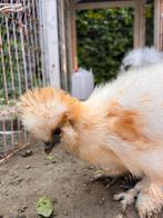 USA zijdehoen Redpile, Dieren en Toebehoren, Pluimvee, Mannelijk, Kip