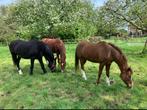 Weiland en/of pensionstalling gezocht, Dieren en Toebehoren, Stalling en Weidegang, Weidegang, 2 of 3 paarden of pony's