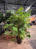 Grote volle Schefflera Compacta 200 cm