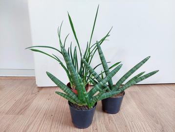 Sansevieria Boncel / Cylindrica - Vrouwentong H: 23 - 33 cm. beschikbaar voor biedingen