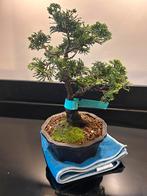 Shohin Chamaecyparis obtusa bonsai - Hinoki Cipres, Bloeit niet, Minder dan 100 cm, Volle zon, In pot